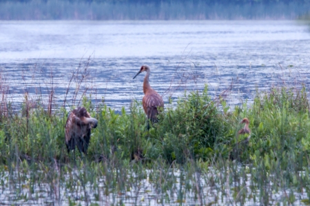 Sandhill Cranes with Young